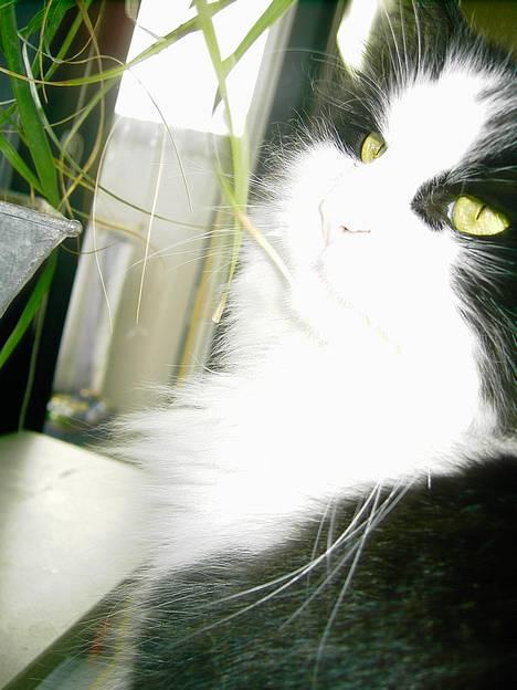 Norsk Skovkat "Misse" * SOLGT* billede 11