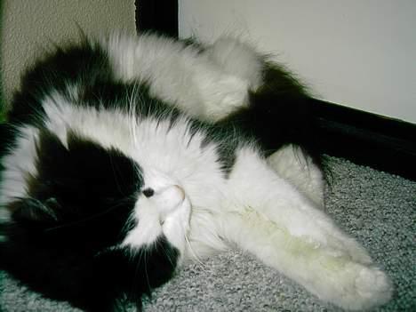 Norsk Skovkat "Misse" * SOLGT* billede 12