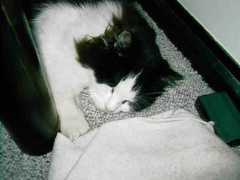 Norsk Skovkat "Misse" * SOLGT* billede 13