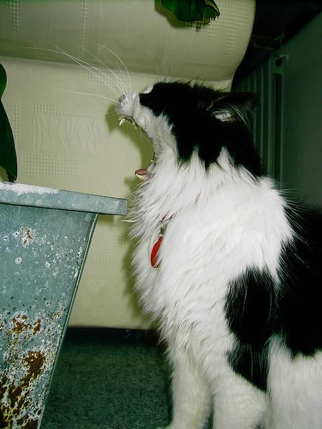 Norsk Skovkat "Misse" * SOLGT* billede 14