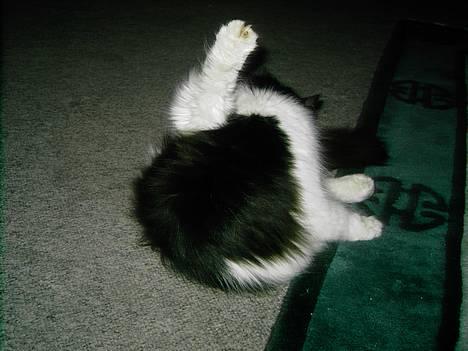 Norsk Skovkat "Misse" * SOLGT* - Nogen Der Sagde Morgen Gymnastik billede 15