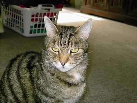 Blanding af racer hannibal billede 1