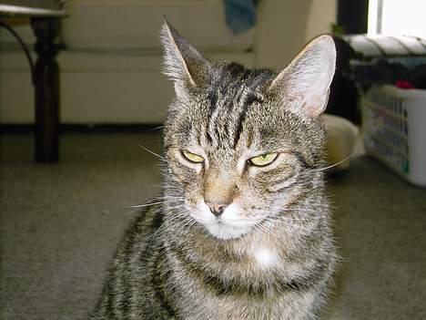 Blanding af racer hannibal billede 2