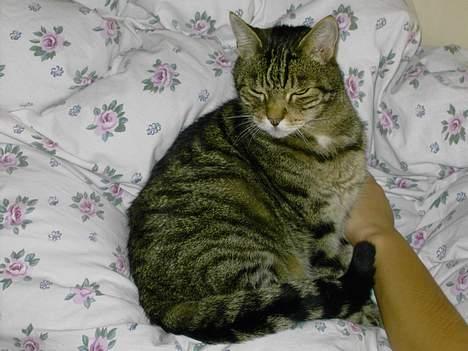 Blanding af racer hannibal billede 3