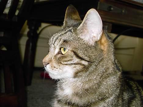 Blanding af racer hannibal billede 4