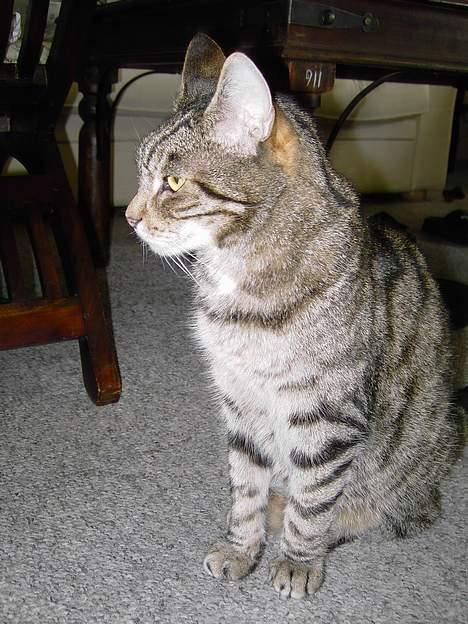 Blanding af racer hannibal billede 5