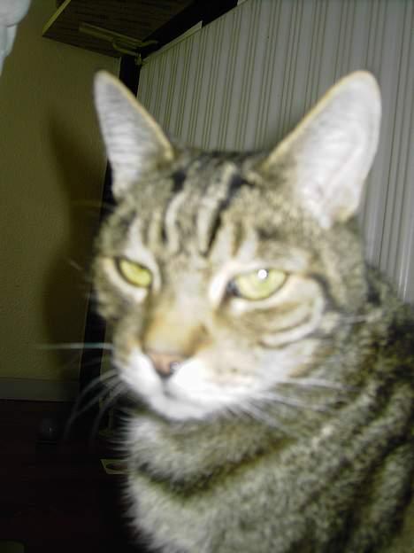 Blanding af racer hannibal billede 6