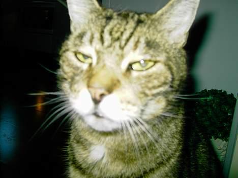 Blanding af racer hannibal billede 7