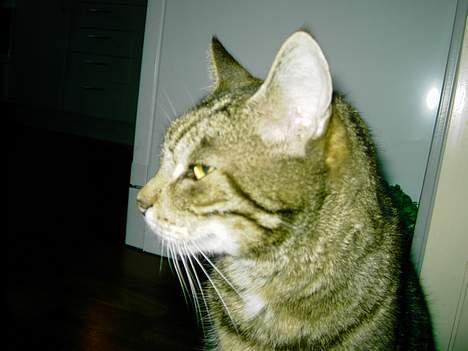 Blanding af racer hannibal billede 8