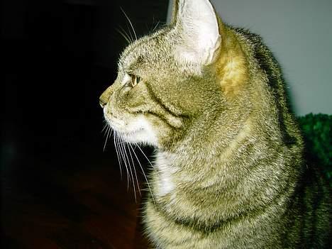 Blanding af racer hannibal billede 9