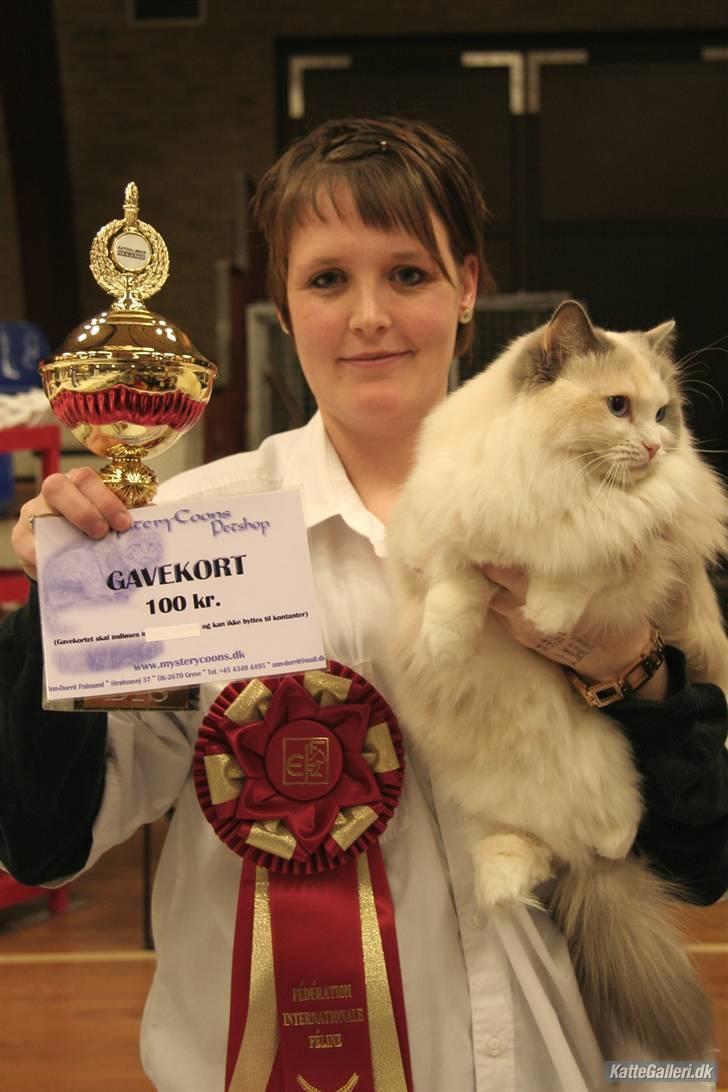 Ragdoll SP. Wrendsted Celinea DSM - Celinea som IC i Karup 30/3 2008 billede 1