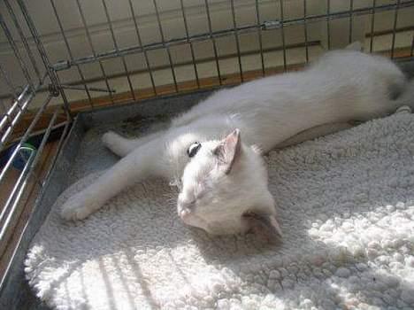Ragdoll SP. Wrendsted Celinea DSM - Celinea solbader billede 2