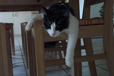 Norsk Skovkat DK Buum-Cats Anja - Åhh så træt hun er , stolen er et godt sted at få ro billede 1