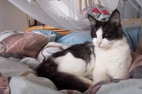 Norsk Skovkat DK Buum-Cats Anja - her er hun bare en lille afslappet en billede 2