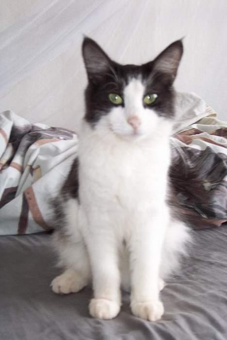 Norsk Skovkat DK Buum-Cats Anja - nysgerrig .. ville gerne helt hen og dufte til kamera´et billede 3