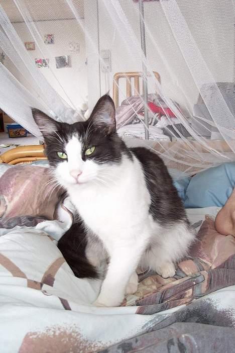 Norsk Skovkat DK Buum-Cats Anja - min seng er en meget behageligt sted for hende at være ... billede 4