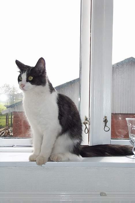 Norsk Skovkat DK Buum-Cats Anja - vinduet skal man helst have lås på , hun er en værrere udbryder prinsesse billede 5
