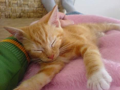 Huskat Pjevs - Fået nyt hjem - Billede 1-2-3 er taget dagen efter vi fik hende billede 1