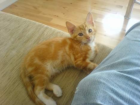 Huskat Pjevs - Fået nyt hjem billede 2