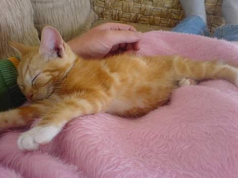 Huskat Pjevs - Fået nyt hjem billede 3