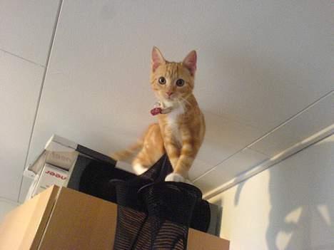 Huskat Pjevs - Fået nyt hjem - Hun er lige smuttet til tops på hendes yndligsålerose :) billede 4