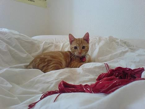 Huskat Pjevs - Fået nyt hjem billede 5