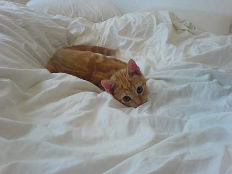 Huskat Pjevs - Fået nyt hjem - er hun ikk Cute ? :o) billede 6