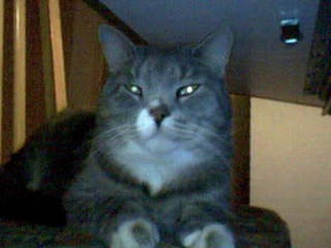 Huskat Laban - Her ser i så miin laban., billede 1