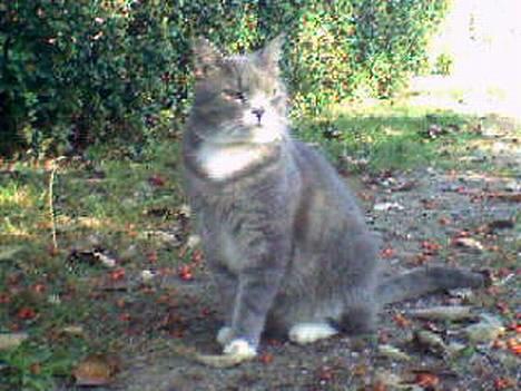 Huskat Laban - Her kan man se at laban ikke er en lille misser., ;) billede 2