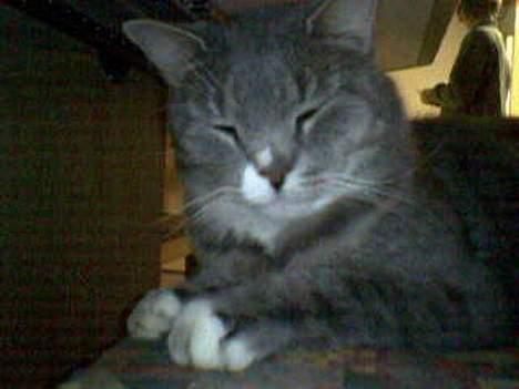 Huskat Laban - har sover han næsten, ellers ser han bare lækker ud hihi :) billede 3