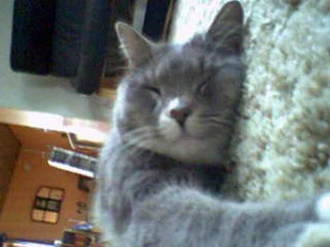 Huskat Laban - Som sagt elsker han at sove.,. billede 4