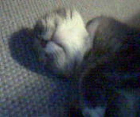 Huskat Laban - og nogle gange ser det lidt sjovt ud når han sover.,.  :P billede 5