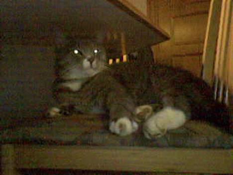 Huskat Laban - Han elsker også og ligge på køkken stolene. billede 6