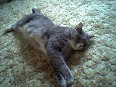 Huskat Laban - Her ligger han og flommer på stue gulvet billede 7