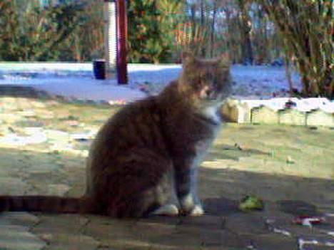 Huskat Laban - Et billede fra i vinters., han er meget ude., billede 8