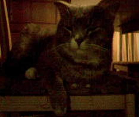 Huskat Laban - Lidt SMUK er man vel altid.,. ;) billede 9