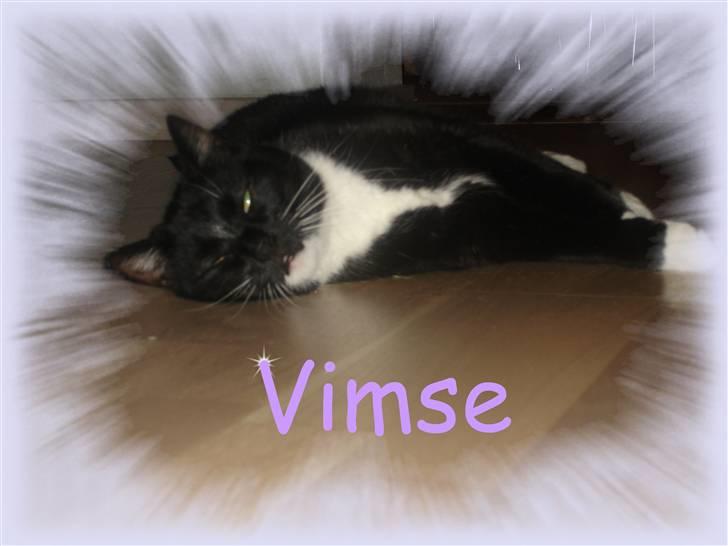 Huskat Vimse - Velkommen til min profil. Lig gerne en kommetar og bedømmelse efter tonen tak, ´´bib, bib, bib´´ (skøre vimse..) billede 1