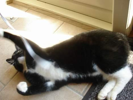 Huskat Vimse - Spænde snor var Vimse :) billede 2