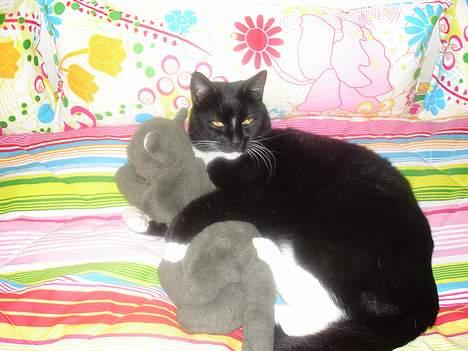 Huskat Vimse - Det her er min nr. 1 kærste (har 10 kærster eller noget i den stil ..) ;p billede 3