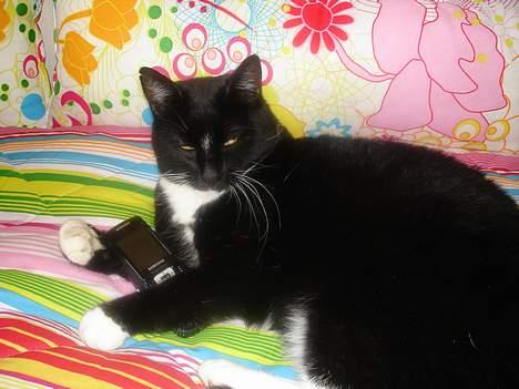 Huskat Vimse - Er lige igang med at skirve til min nr. 2 kærste, og ved du hvad. Det er faktisk lidt privat!!! billede 4