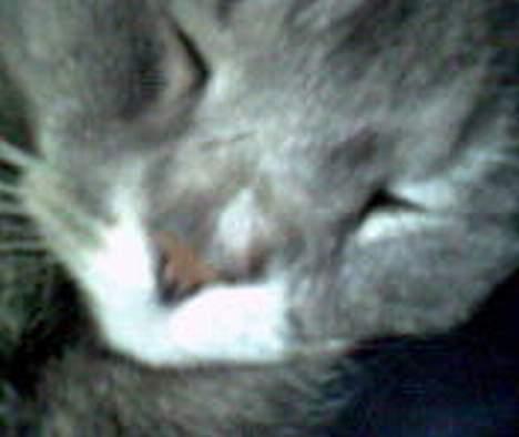 Huskat Laban - På dette billede kan man se at hans næse er delt op i to fraver.,  billede 10