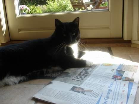 Huskat Vimse - Hhhhmmmmm... Hvad laver nu den frækkert, Læser avis, Ejj, helt ærligt man ?!... billede 6