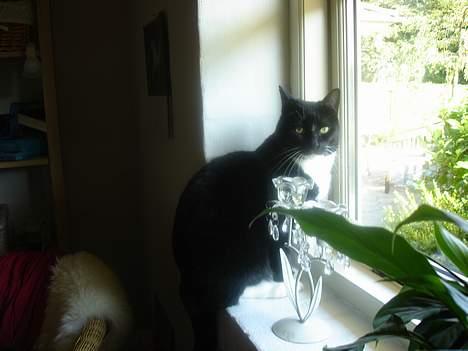 Huskat Vimse - Du ved aldsår godt vi har snakket om det med vindurne og hoppe op til dem, bare fordi man ser godt !! billede 7