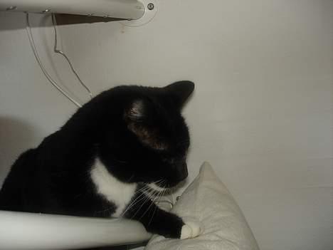 Huskat Vimse - Vimse : Jeg ved det godt !! jeg er mærklig ?!!! billede 8