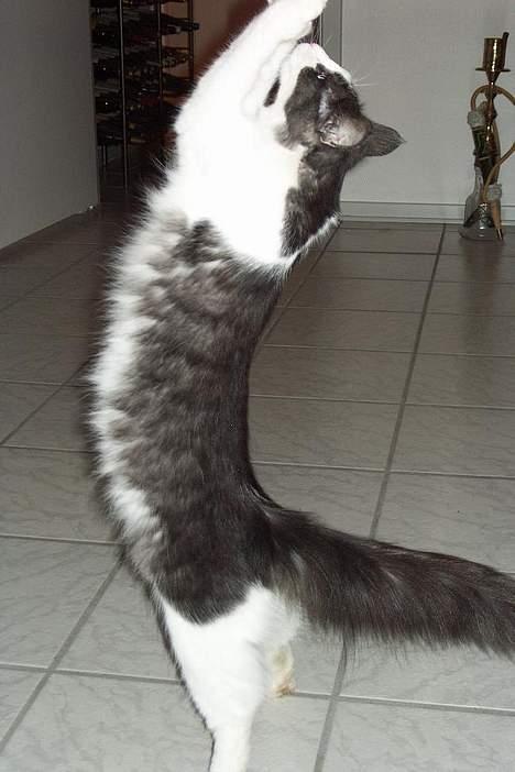 Norsk Skovkat DK Buum-Cats Anja - Prøver at fange noget skinke fra hendes farmand .. , man kan se hendes udstrakt også .. hun bliver en smuk dame .. billede 6