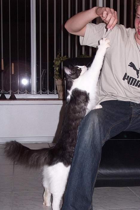 Norsk Skovkat DK Buum-Cats Anja - "KOM NU MED DEN SKINKE FAAAH!" billede 7