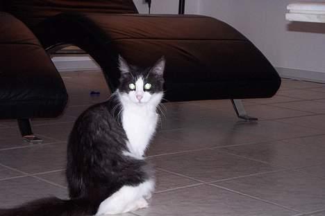 Norsk Skovkat DK Buum-Cats Anja - Stolt og flot pige hva ! billede 8