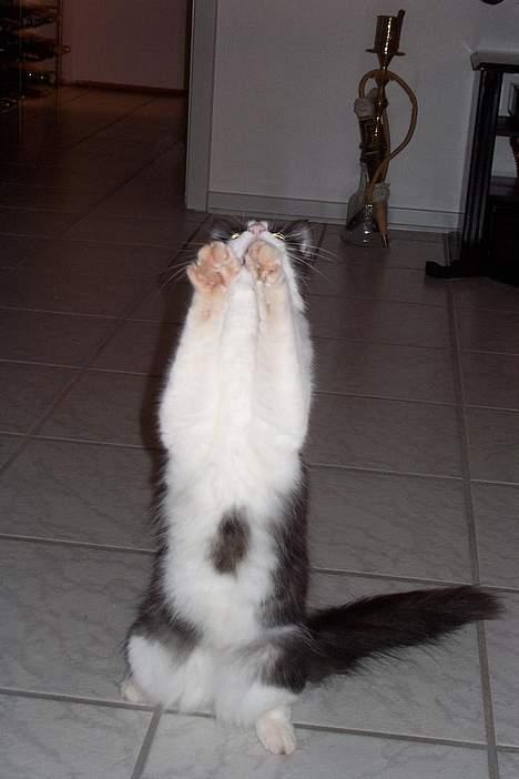 Norsk Skovkat DK Buum-Cats Anja - "BE BE , Mere skinke til mig !! " .. " se jeg sidder fint som en hund " billede 9