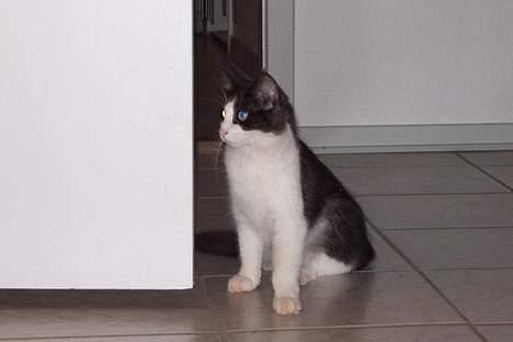 Norsk Skovkat DK Buum-Cats Anja - "Jeg MÅ nok hellere holde øje med den der hund !" Anja er bange og samtidigt mega nysgerrig over for vores hund , som nok ikke er der mere snart . :´( billede 10