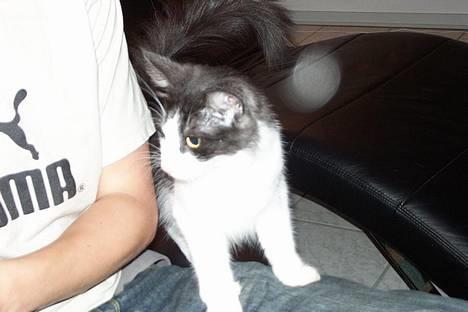 Norsk Skovkat DK Buum-Cats Anja - så nysgerrig billede 11